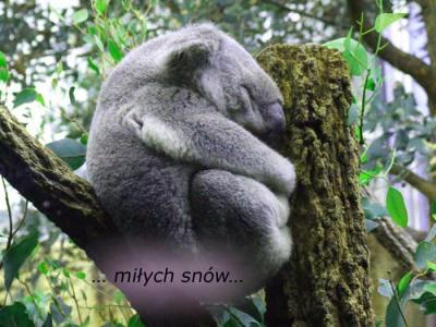 Koala dream