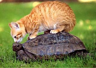Kot i żółw